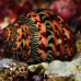 shell_nr_h_0705_png0965.jpg